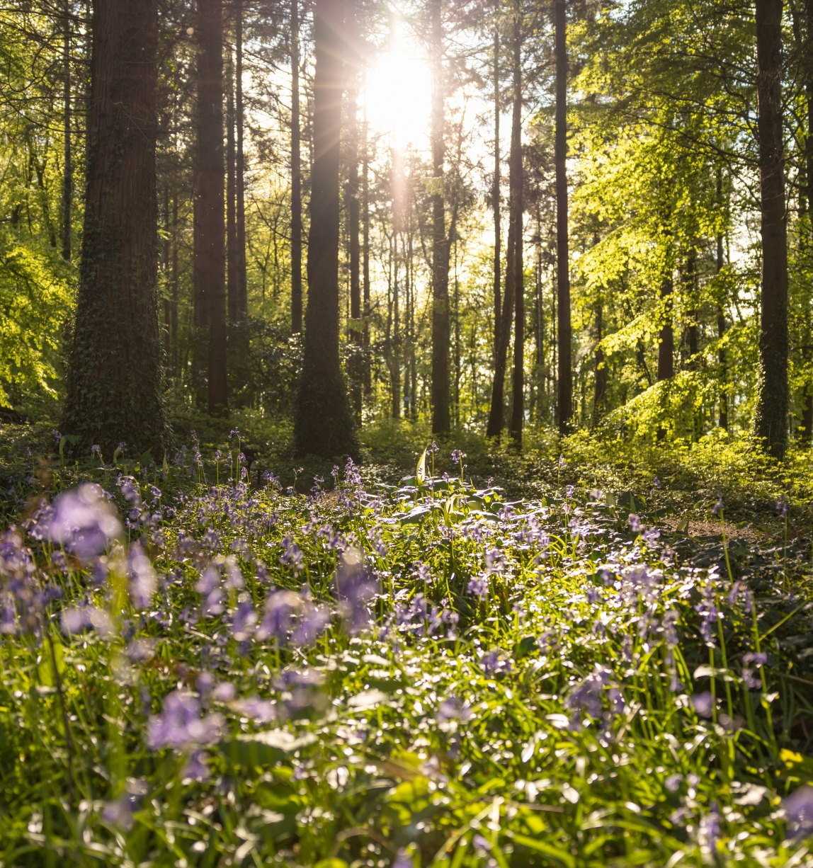 Photo 1_Environment_Bluebells at Coillte's Moore Abbey, Co. Kildare ...