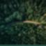 Boreal blurred