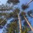 kaisaidorys_pine_stand_Lithuania.jpg