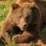 Cantabria Bear