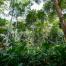 Gabonese-tropical-forest_credit-FSC_Africa