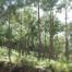 FSC Guatemala