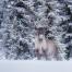 caribou