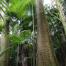 2016_ICCOMMS_Brazil_(c)FSC GD_Arturo_Escobar__0170.JPG
