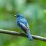 Blue bird
