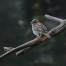 Bird Meeting 3.jpg