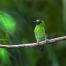 red-throated-barbet-7024605_1920.jpg