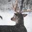 Snow deer
