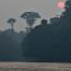 About us_tree roots_indonesia