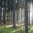 Help us ensure forests are forever
