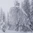 Norway tree