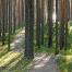 Latvia_Forest