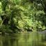 Trees and water