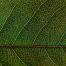 close-up-green-leaf