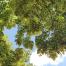 Lime tree