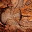 Wood ID_(c) FSC UK_M.More