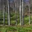 About us_tree roots_europe.jpg