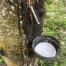 Rubber tapping – falling drop, green background II_KUSKE
