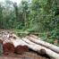 Guyane (c) G. Dahringer.JPG