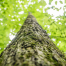 2021_COMMS_Appalachian Region, USA_Conserving habitat for threatened bats on timberlands in the heart of Appalachia_(c) FSC_Julián Manrique 8.png