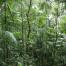 About us_forest_Arturo_Escobar