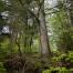 Forêt FSC Dambach - (c) M. Rossi.jpg