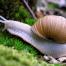Slug (c)FSC GD_Milan Reška