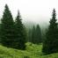 Pine trees in the mist