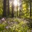 Photo 1_Environment_Bluebells at Coillte's Moore Abbey, Co. Kildare, Ireland, credit Coillte CGA.jpg