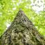 2021_COMMS_Appalachian Region, USA_Conserving habitat for threatened bats on timberlands in the heart of Appalachia_(c) FSC_Julián Manrique 8.jpg