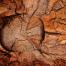 Wood ID_(c) FSC UK_M.More_.jpg