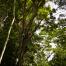 PERU forest
