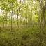 2019_FSC COMMS_ Hat Yai,Thailand_ Smallholder farmers in FSC-certified concessions _(c)FSC_Mayank Bhavesh Soni 43.jpg