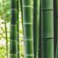 2022_FSC China_FSC certified bamboo forest_China-Anji City-Hengxiwu village_(c)FSC China_Feiyue Liu 6.jpg