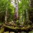 Old-growth forest in Central Balkan Mountain_Photo - Yana Barzova
