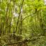 2023_forest_Bosque Atlantico_Argentina_ trees 3(c) FSC Emilio White.jpg