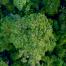 Aerial view of a Brazilian forest