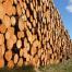 Wood ID_(c) FSC UK.jpg