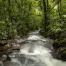Bosque Atlantico_Argentina_river