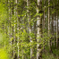 Birch wood