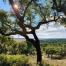 2021_FSC Portugal_Coruche, Portugal_FSC certified Mix forest with cork wood standing out_Cork oak and umbrella pine_(c)FSC Portugal 2.jpg
