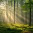 Morning sun in green forest