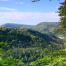 2013_ICCOMMS_GERMANY_NAT_forest_(c) FSC Germany_0009.jpg